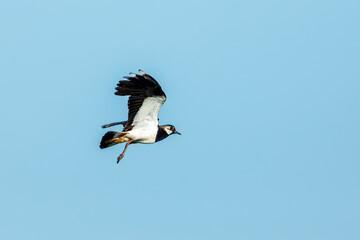 A Lapwing at flight in the Danube Delta	