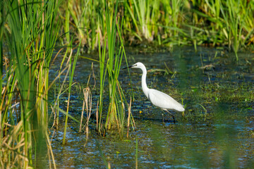 A little Egret is fishing in the Danube Delta	