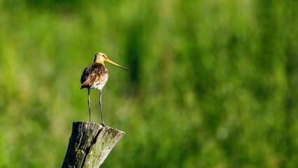 A Black Tailed Godwit in Danube Delta