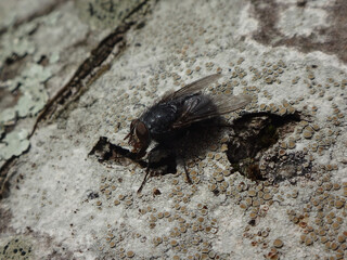 Male bottle fly (Calliphora sp.) sitting on a lichen covered tree trunk