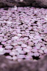 水に浮かんでいる桜の花びら