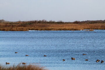 A beautiful winter landscape shot, taken at a nature reserve on a December afternoon.