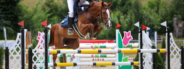 Horse jumping horse with rider over the obstacle, narrowly cropped across..