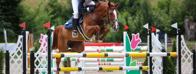 Foto auf Alu-Dibond Horse jumping horse with rider over the obstacle, narrowly cropped across.. © RD-Fotografie