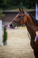 Fototapeta premium Horse in the award ceremony with a golden ribbon in a head portrait from the side..