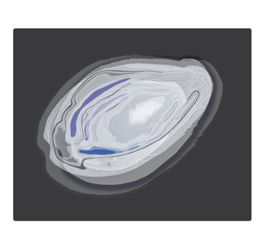 Cowrie Shell
