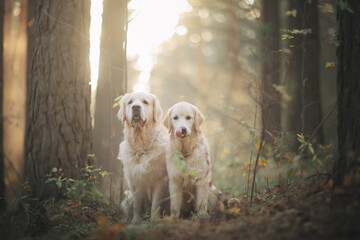 Golden retriever walks in the forest at sunset in the light of the sun