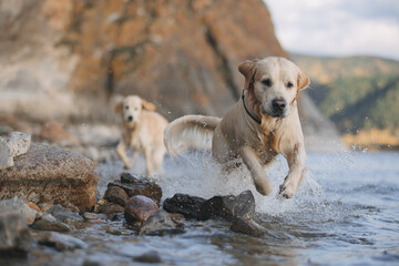 Golden retriever walks on the seashore in the mountains