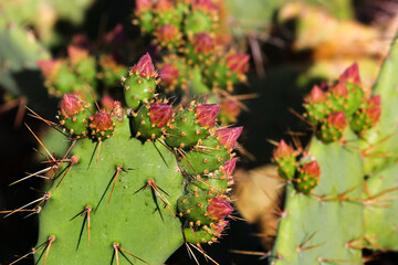 Opuntia cactus with buds, succulent plant as background