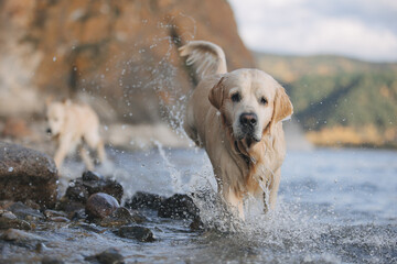 Golden retriever walks on the seashore in the mountains