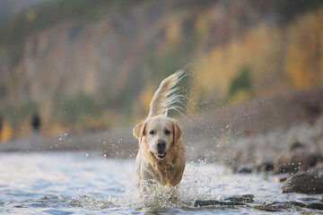 Golden retriever walks on the seashore in the mountains
