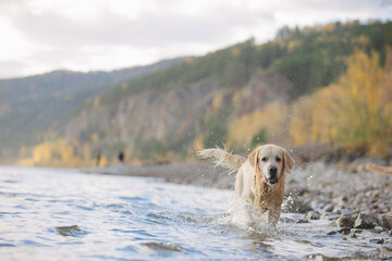Golden retriever walks on the seashore in the mountains