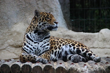 Naklejka premium Zoo de la Palmyre, France Royan