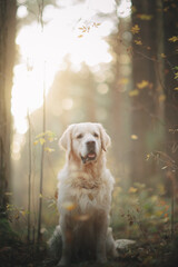 Golden retriever walks in the forest at sunset in the light of the sun