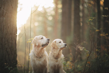 Golden retriever walks in the forest at sunset in the light of the sun