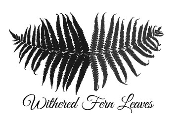 Two imprints of the mature fern leaves