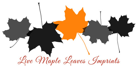 Set with five leaves from the maple tree