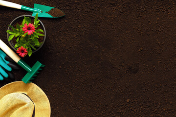 Top view of flowers plants in pots, gardening tools on soil background. copy space