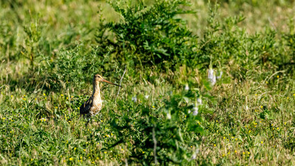 A Black Tailed Godwit in Danube Delta