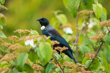 Tui (Prosthemadera novaeseelandiae)