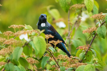 Tui (Prosthemadera novaeseelandiae)