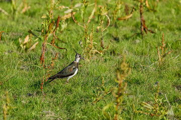 A Lapwing on a meadow in the Danube Delta	