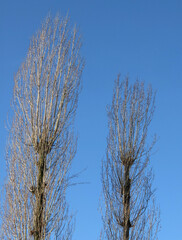 arbres en hiver