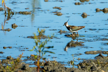 A Lapwing in the swamps of the Danube Delta