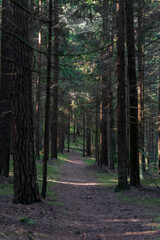 Fototapeta premium Pine Trees Forest and Path. Lithuania