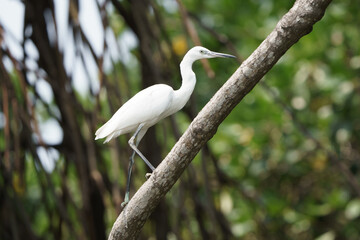 great white heron