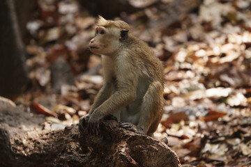 macaque sitting on the ground