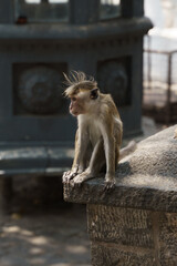 Obraz premium macaque sitting on the stone
