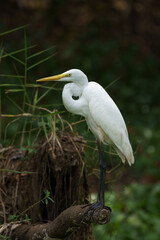 great white heron