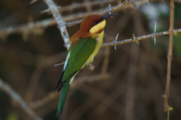 red headed bee eater