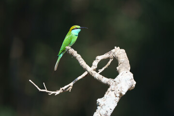 bee eater on branch