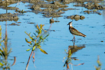 A Lapwing in the swamps of the Danube Delta