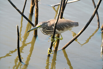 blue heron