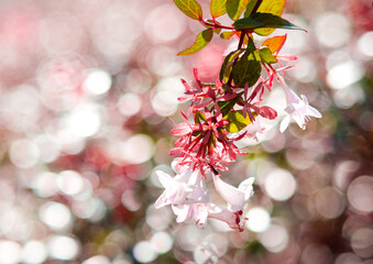 pink cherry blossom