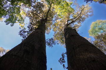tree and sky