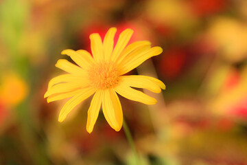 yellow flower