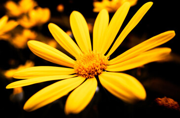 yellow flower macro