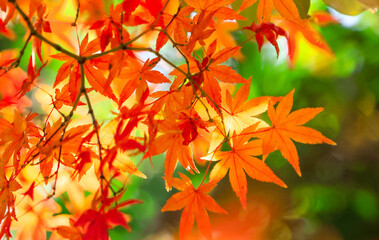 autumn leaves background