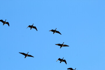 A stunning animal portrait shot of birds in flight
