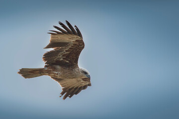 eagle in flight