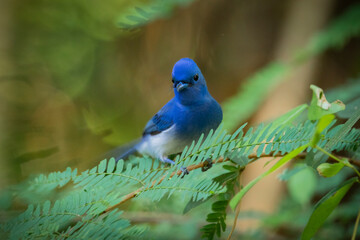 blue bird on a branch