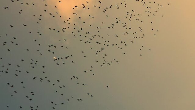 Incredible vertical video with a flock of flying birds at sunset. 