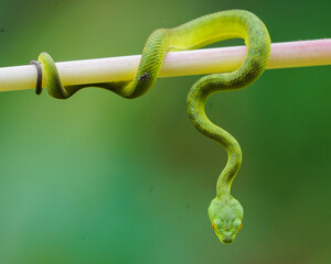 green snake on tree