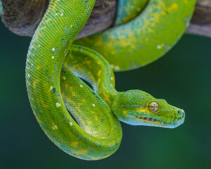 close up of a green snake
