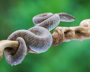 close up of a snake