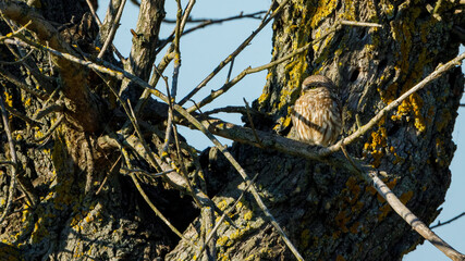 A little owl in a tree	